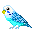 Parrot Budgie